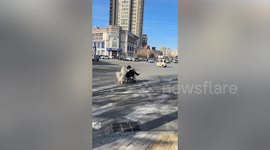 Adorable scenes as dog helps elderly man by pushing wheelchair