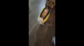 Taco Dog