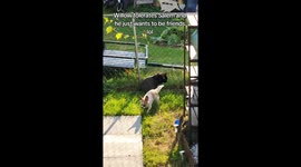 Dogs and cats being friends