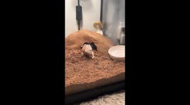 Beautiful Gecko shedding her skin