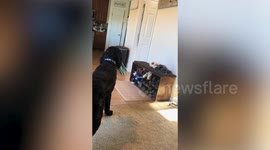 Moment children are surprised with new puppy after death of beloved family dog