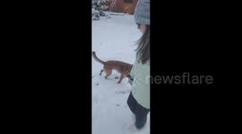 Serbia: Dog Relishes Snow in Kragujevac