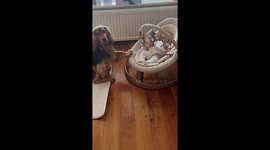 Pet dog gently pushes baby rocker at home in London, UK