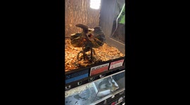 Frilled-neck lizard escapes terrarium during defensive display in Hubei, China