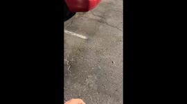 Curious kitten discovered resting on a car tire in Bakersfield, California, USA