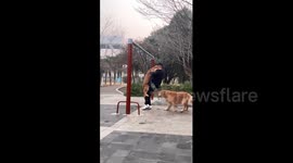 China: Chinese man and golden retriever fall off swing after losing balance