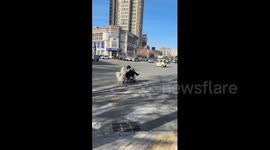 China: Chinese dog gently pushes elderly man’s wheelchair through busy street