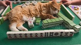 China: Orange cat lies at center of mahjong table as Chinese players continue game