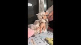 Playful cat reacts during nail trimming in Beijing, China
