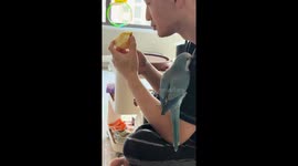 Pet parrot playfully insists on sharing an apple in Jilin, China