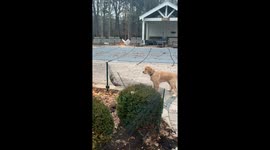Golden Retriever Puppy's Hilarious First Squirrel Encounter!