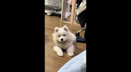 Dog cutely gets hiccups in Fujian, China
