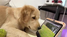 Golden retriever adorably interacts with tablet in Guangdong, China