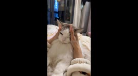 Cat’s face squished for a funny moment in Hunan, China