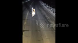 China: Chinese man encounters wild tiger running on a road in northeast China