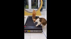 China: Group of Cats Takes Turns Running on Moving Treadmill