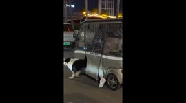 Dog skillfully runs alongside e-bike in Henan, China