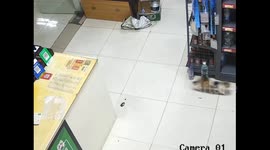 China: Chinese stray cat browses food shelves at a supermarket
