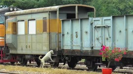 Thai Railway Dog's Hilarious Reaction: PA Announcements Trigger Wolf-like Howls