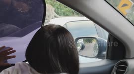 Wild Monkey Intrusion: Family Startled by Unexpected Visit While Driving Home