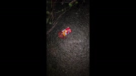 Hermit crab found stuck inside discarded sardines tin