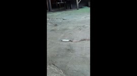 Mystery silver 'snake' turns out to be something completely different