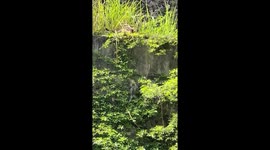 Mother cat rescues stranded kitten clinging to steep stone wall