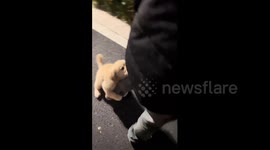 China: Lazy Chinese golden puppy insists on being carried every time it goes outside