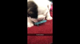 Angry Potato working on binky time