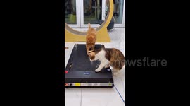 China: Cats in China were filmed taking turns on a treadmill