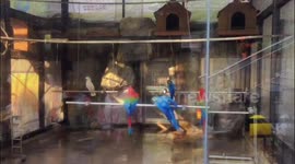 China: Chinese parrots swing joyfully together on horizontal bar