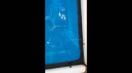 Humpback whale dancing for Fernando Mendoza crew, Cabo San Lucas where you can have close encounters with them