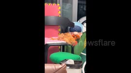 China: Pet chicken naps in quirky pose to vintage-style music in China