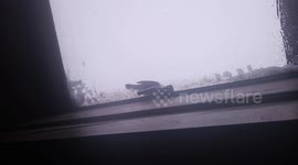 Bird Turns Snow into Drinking Water