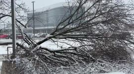 US: Trees Downed by Windstorm in Rochester, NY