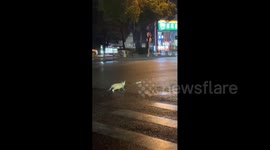 China: Chinese cat catches mouse after tense standoff in road