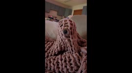 Duncan in His Battle Blanket