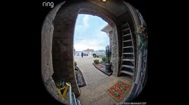 White Kitty Poses For Delivery Photo