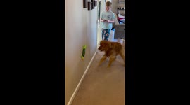 Golden Retriever vs. Remote Control Lizard Toy