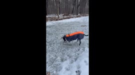 Dog Digs For Stick Stuck In Ice