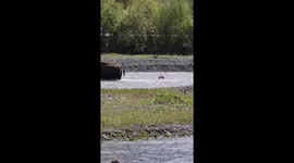 Newborn Bison Calf Swims Across Lamar River