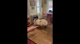 All You Need to Know About a Cats Brain