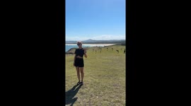 Kangaroo Troop Hops Around Posing Tourist