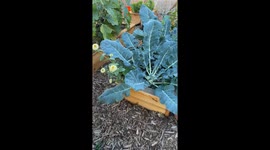 Garden Pest Has Been Nibbling on My Broccoli