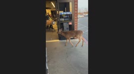 Curious Deer Walks Into Grocery Store