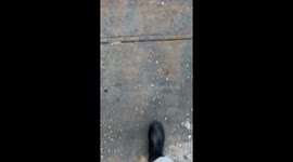 Shoes on the Dog but Not the Person