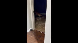Dog Gets Zoomies After Destroying Her Bed