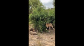 Brotherhood of Power: Dominant Male Lions Claiming Territory Along the Sand River