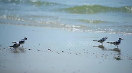 Sea birds at the sand beach