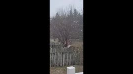 Steady winter snowfall in Aldie, Virginia, USA